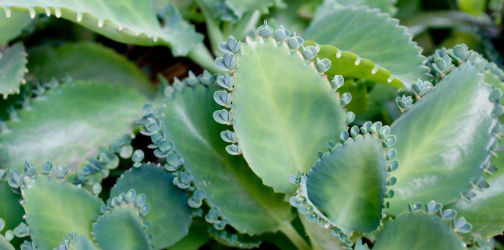De jeunes plantules se développent sur le pourtour d'une feuille de Kalanchoe daigremontiana