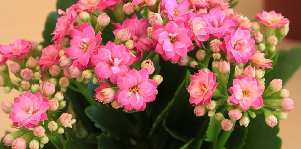 Kalanchoé de Blossfeld à floraison semi-double rose