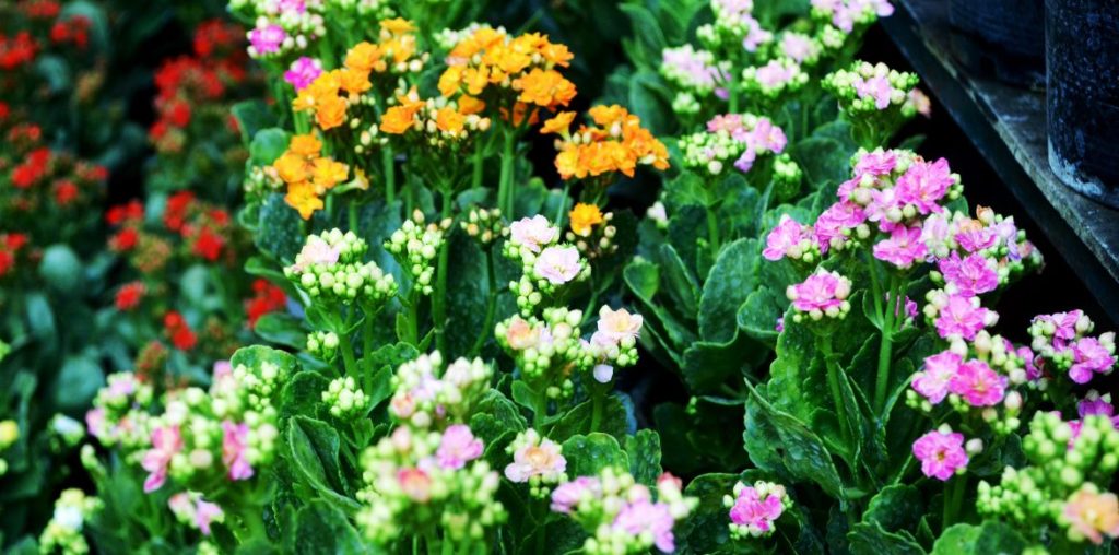 variétés kalanchoés de Blossfeld divers coloris