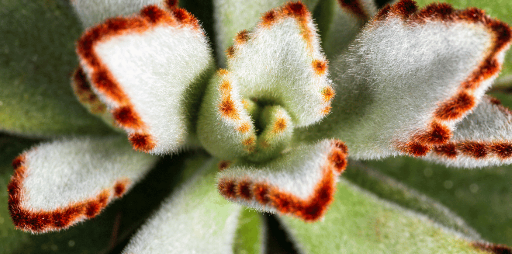 Gros plan sur le feuillage duvetuex d'un Kalanchoe tomentosa