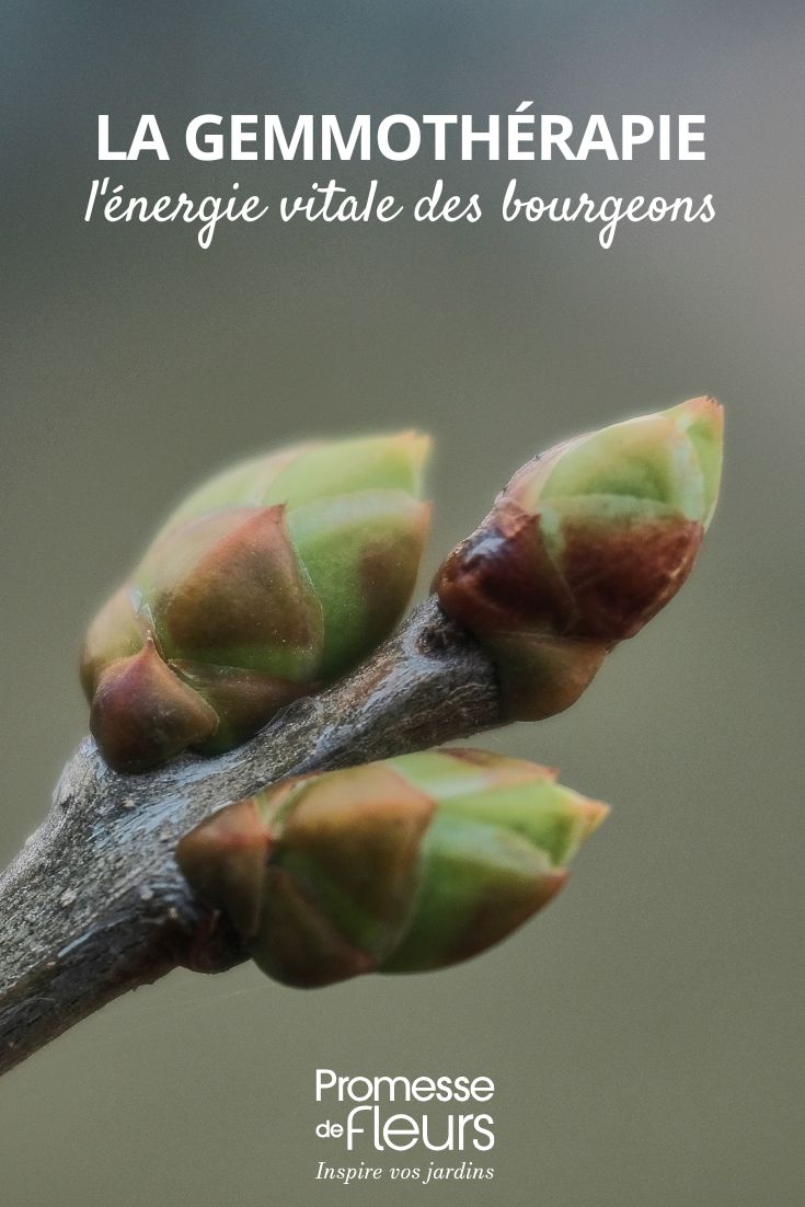 les bienfaits des bourgeons