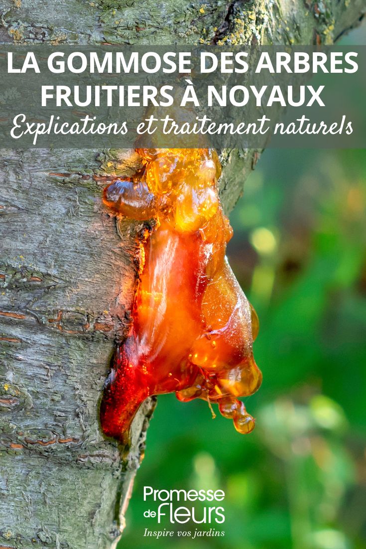 soigner et prévenir la gommose des arbres fruitiers et des pruniers
