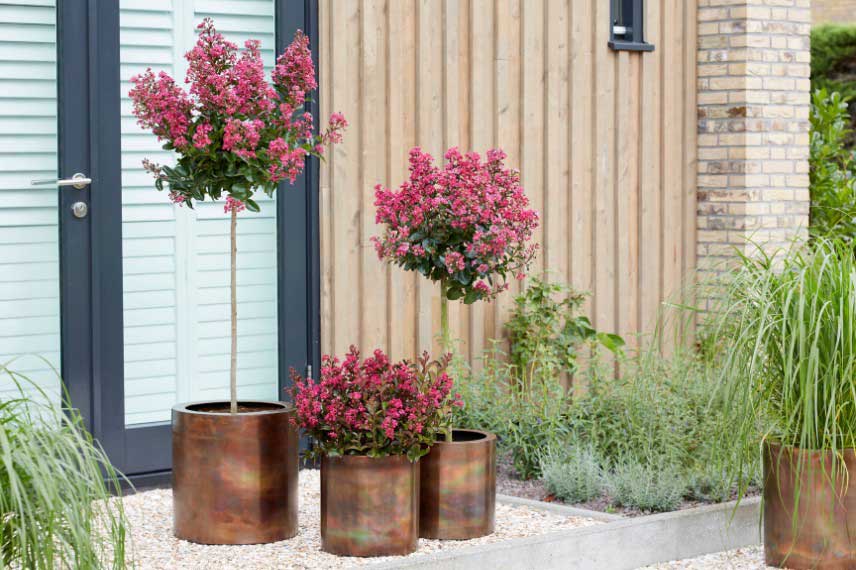 Lagerstroemias, Lilas des Indes cultivés en pot