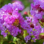 Réussir la culture du Lilas des Indes (Lagerstroemia) en pot
