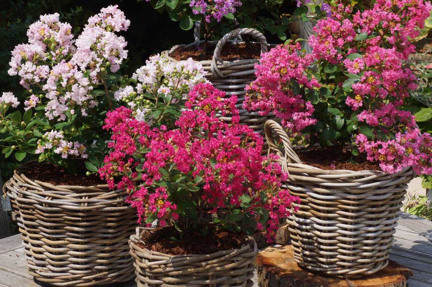 Lagerstroemias, Lilas des Indes cultivés en pot
