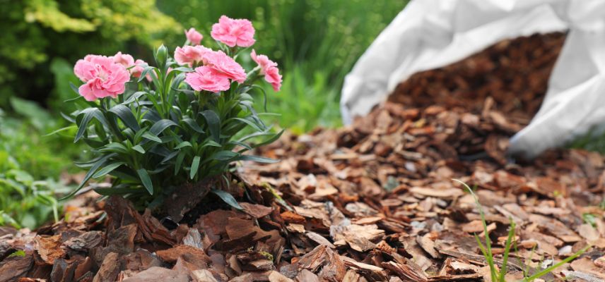 copeaux de pin pour pailler le jardin