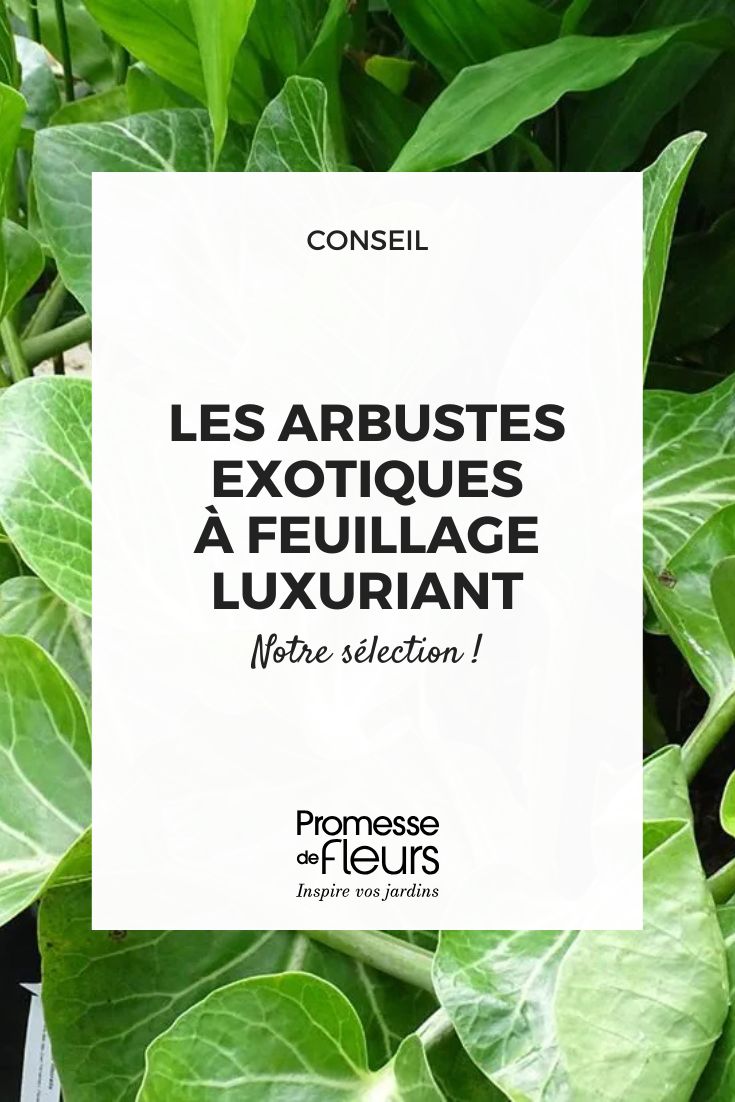 Dendroseris litoralis