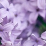 Que planter dans un sol argilo-calcaire ? Conseils et plantes adaptées