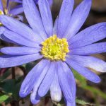 Maladies et parasites des Anémones