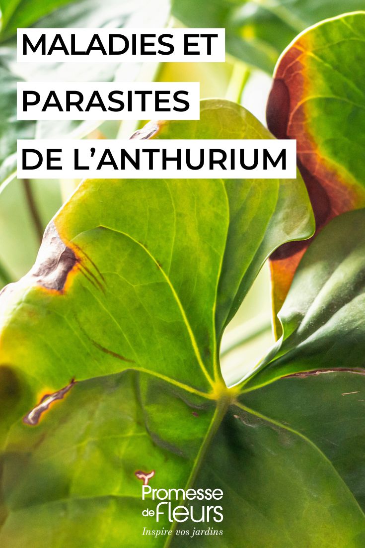 soigner l'ANTHURIUM
