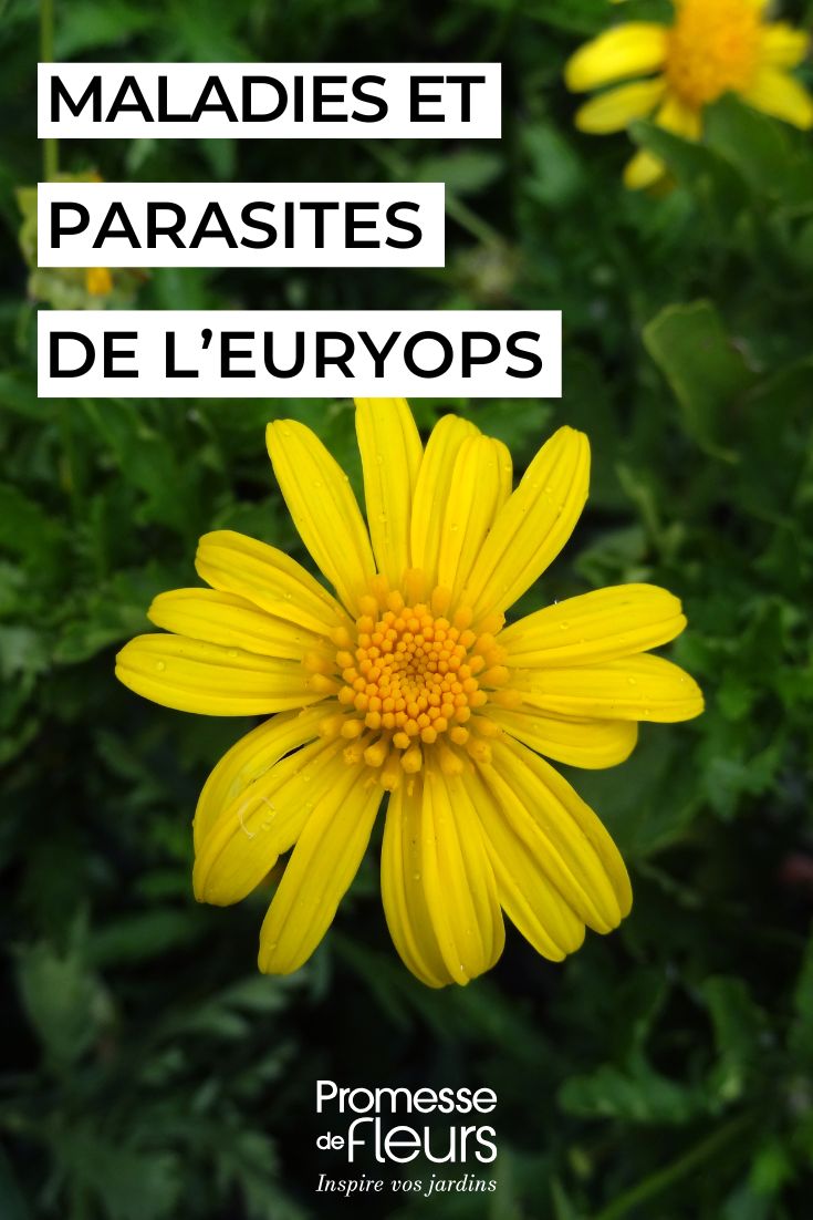 fleurs jaunes d'EURYOPS