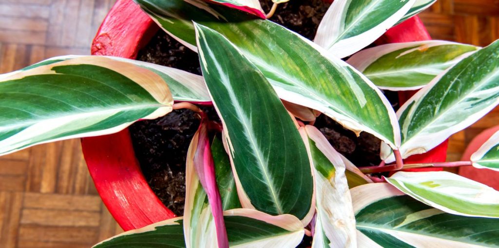 Feuillage d'un Maranta arundinacea 'Variegata'