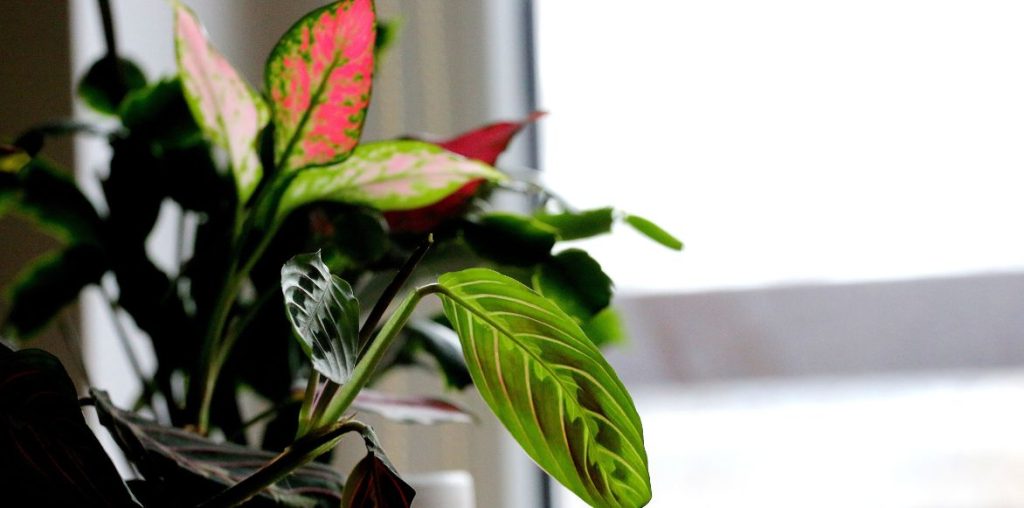 Un Maranta proche d'une fenêtre 