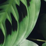 Maranta - Plante à prière : cultiver et entretenir