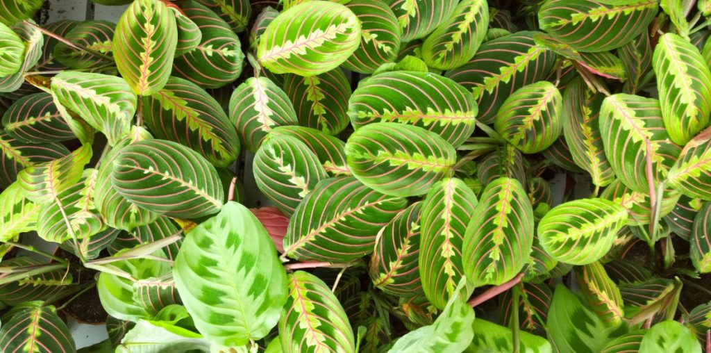 Feuillage de Maranta leuconeura 'Tricolor'