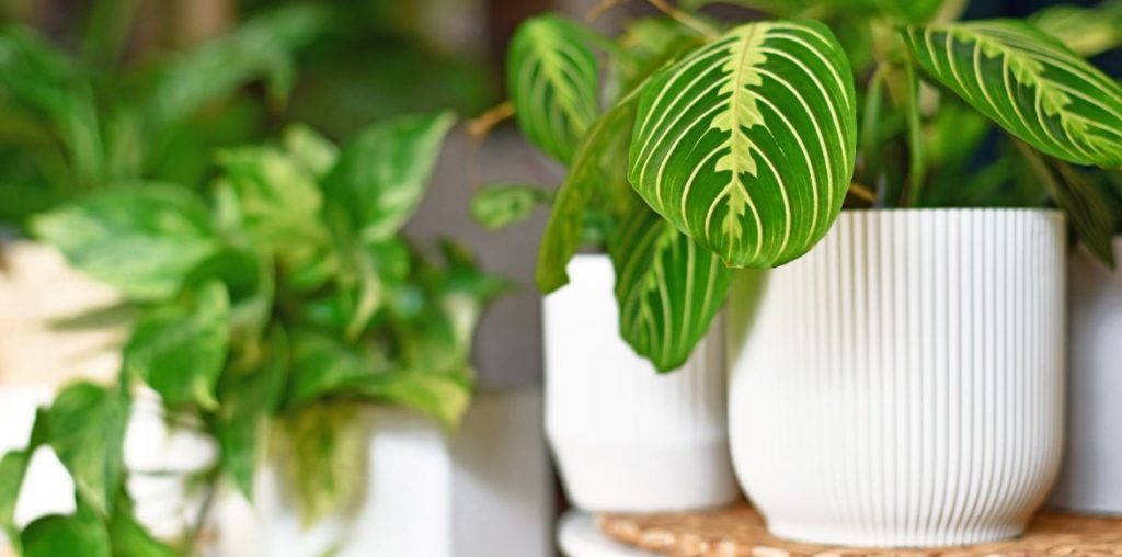 Maranta leuconeura en pot