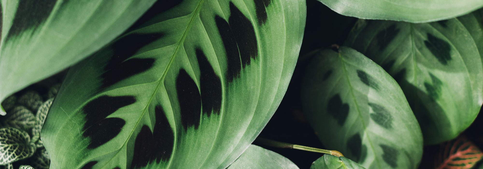 Maranta - Plante à prière : cultiver et entretenir