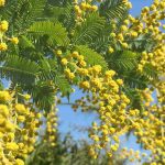 Pourquoi mon mimosa ne fleurit pas ? 6 causes fréquentes et leurs solutions