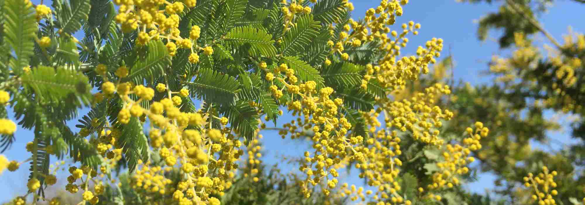 Pourquoi mon mimosa ne fleurit pas ? 6 causes fréquentes et leurs solutions