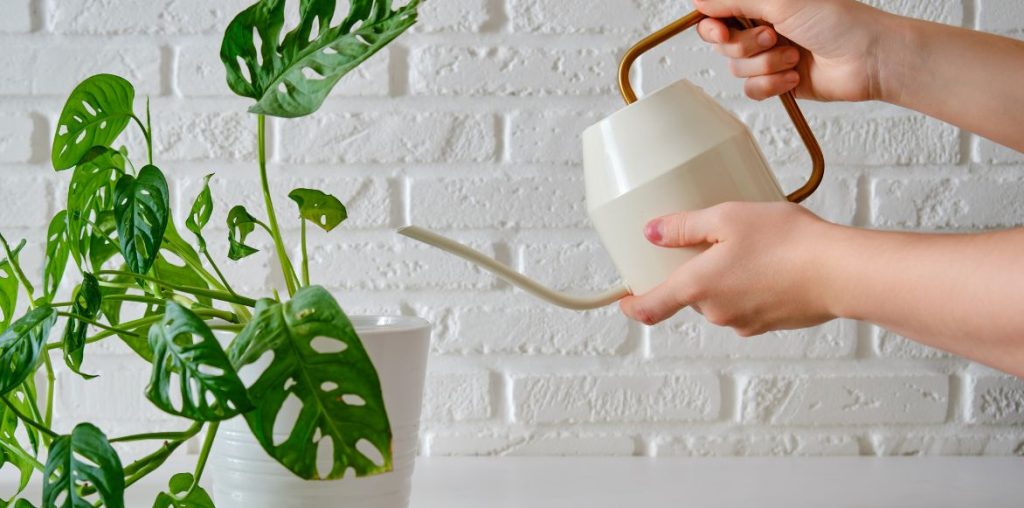 Arrosage d'un Monstera adansonii