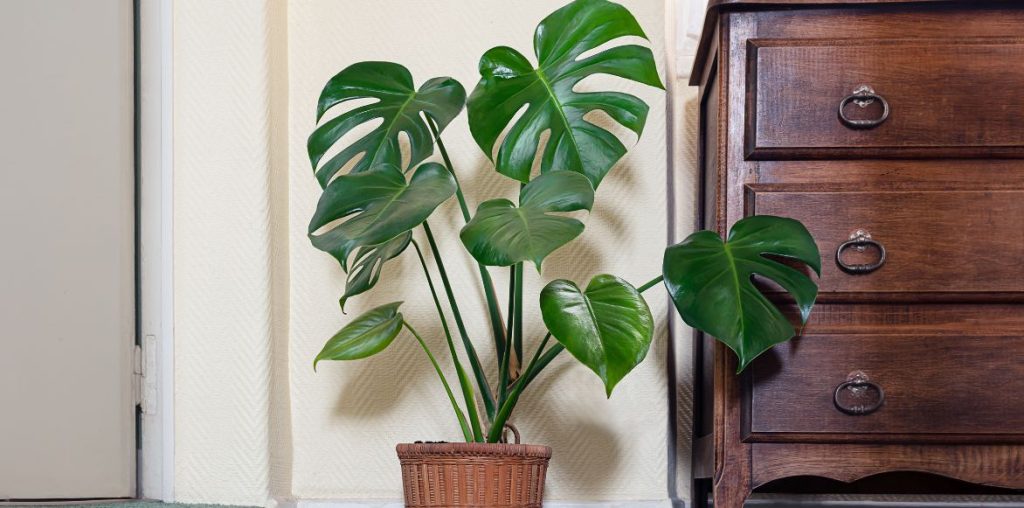 Le Monstera est une plante d'intérieur classique.
