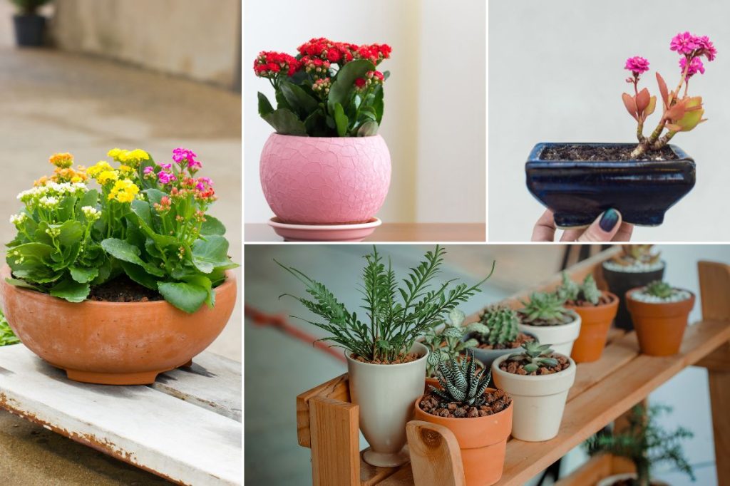 Montage kalanchoé en pot et autres plantes grasses