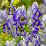 Comment multiplier l'Aconit ?