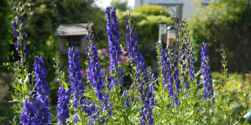 fleurs d'Aconitum napellus