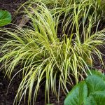 Comment multiplier l'Acorus en divisant ses rhizomes ?