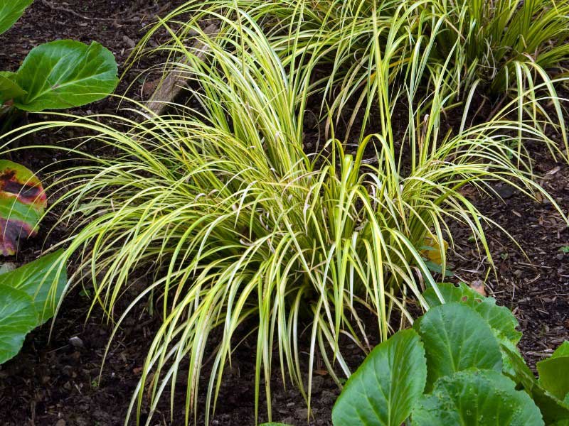 Comment multiplier l'Acorus en divisant ses rhizomes ?