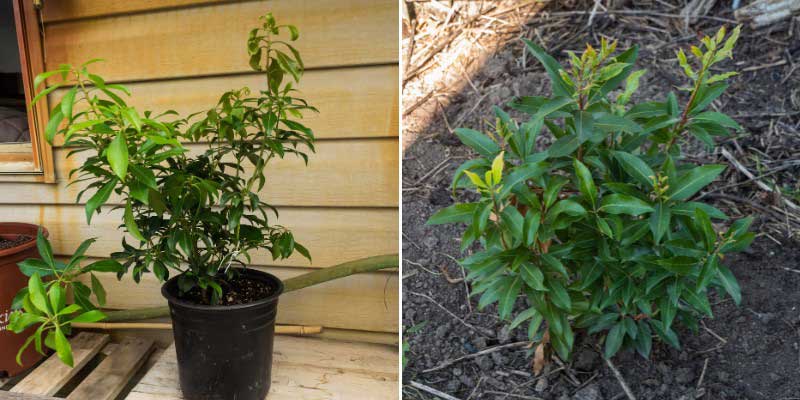 Plantation de l'Andromede du Japon