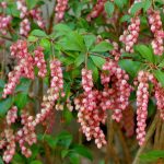 Comment multiplier l'Andromède du Japon ?