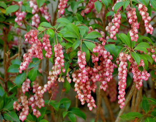 Comment multiplier l'Andromède du Japon ?