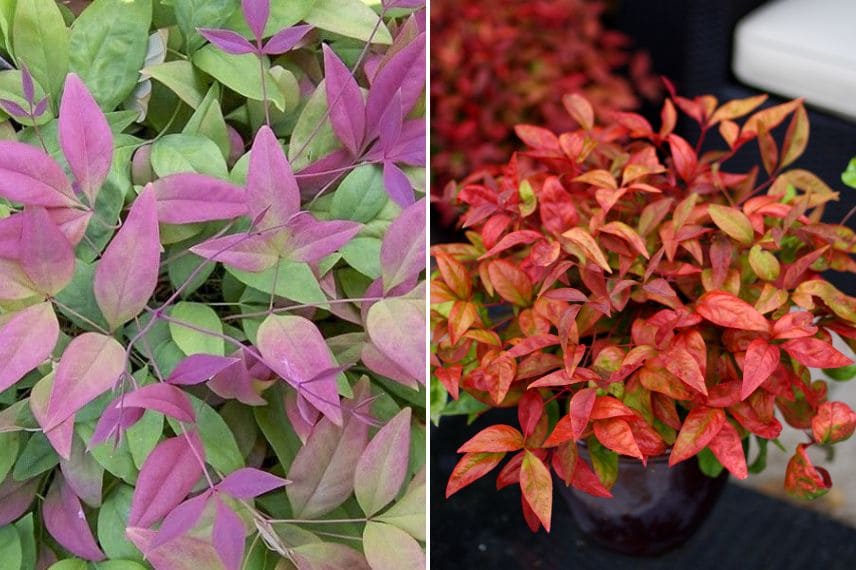 Le feuillage coloré du Nandina domestica Blush Pink