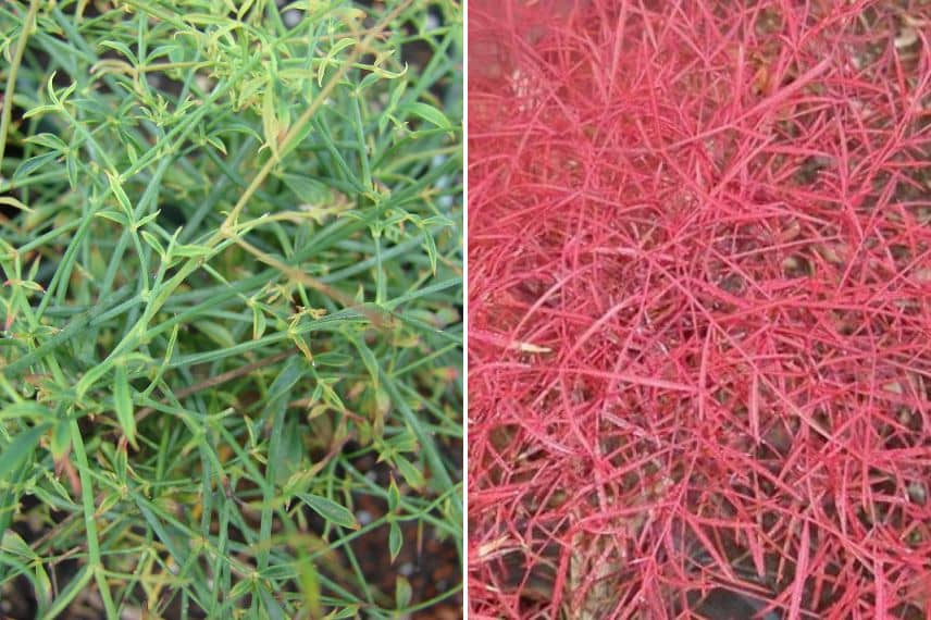 feuillage vert et rouge du Nandina domestica Filamentosa selon les saisons.