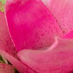 Neoregelia : cultiver et entretenir