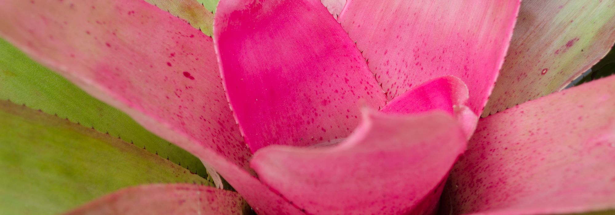 Neoregelia : cultiver et entretenir