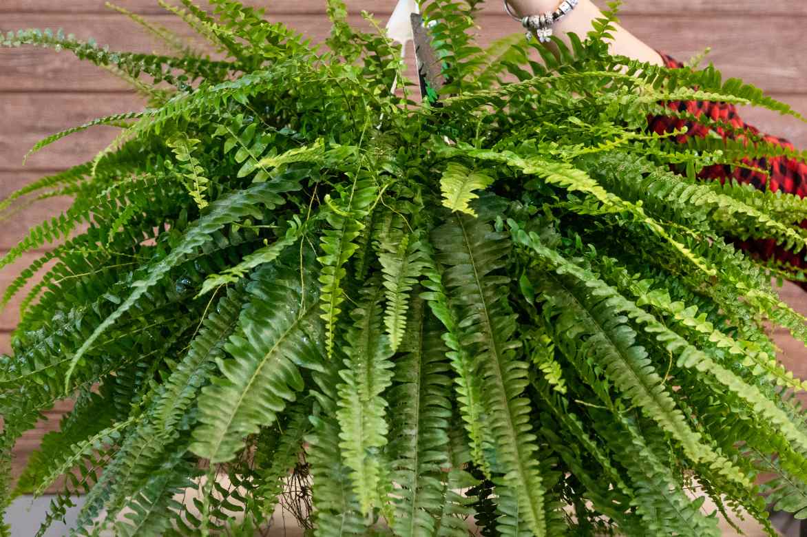 Fougere de Boston exaltata