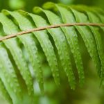 Fougère de Boston (Nephrolepis) : culture, entretien