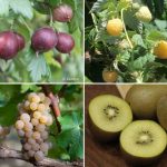 Petits fruits : découvrez nos nouveautés 2025