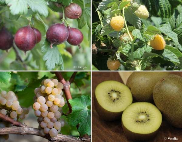 Petits fruits : découvrez nos nouveautés 2025