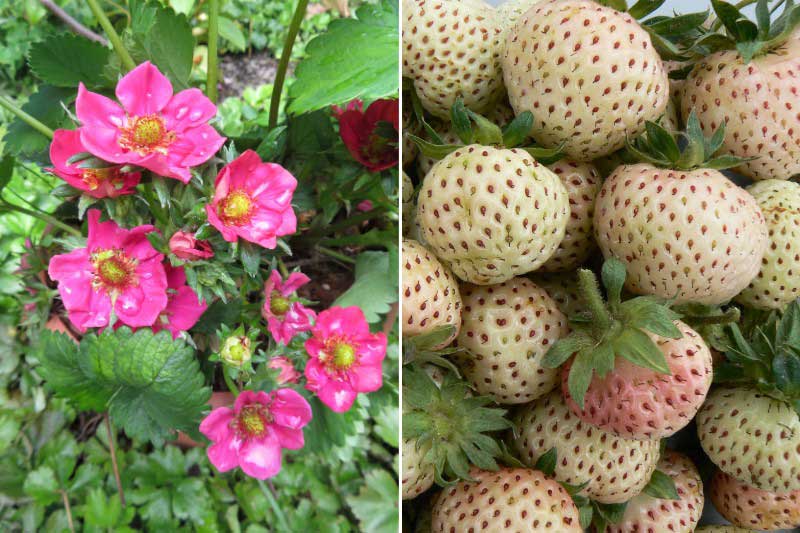 Floraison et fructification du fraisier Strawberry Ice