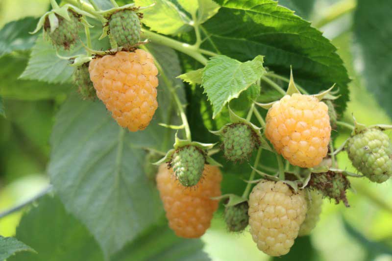 Framboises jaunes