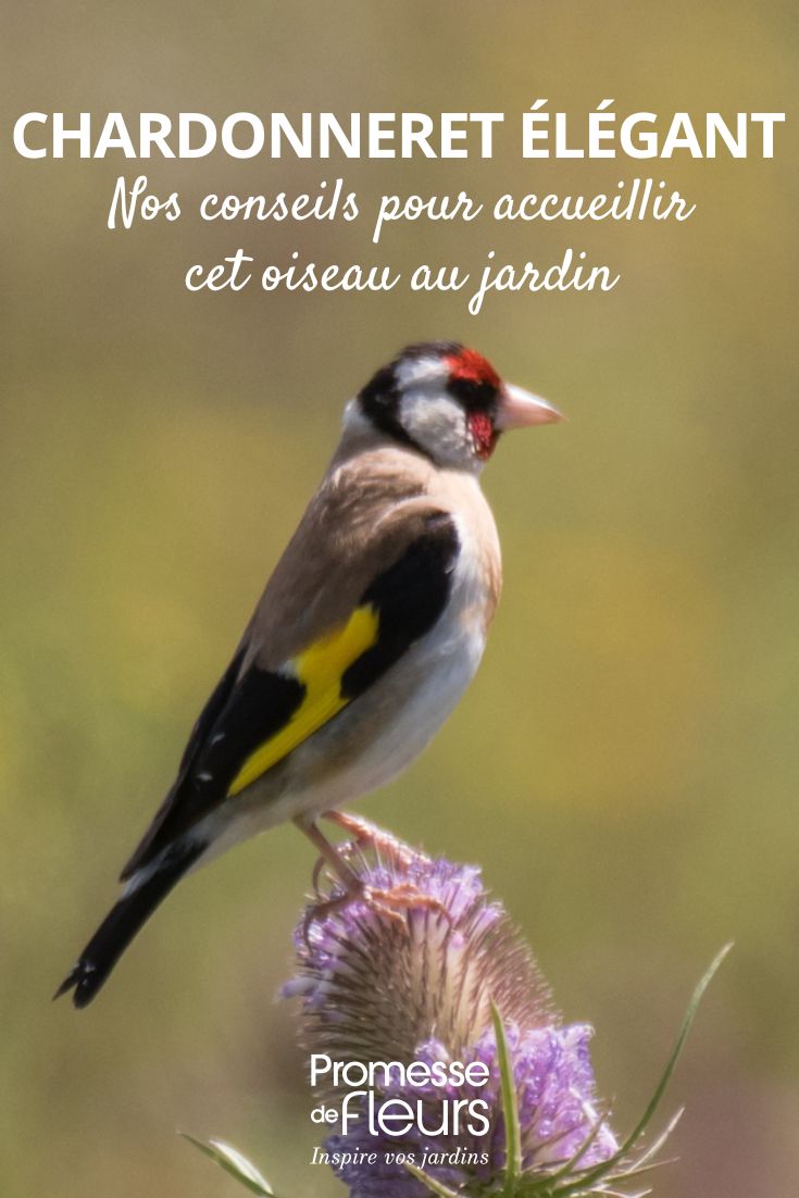 Carduelis carduelis
