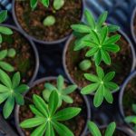 Comment et quand semer le lupin ?