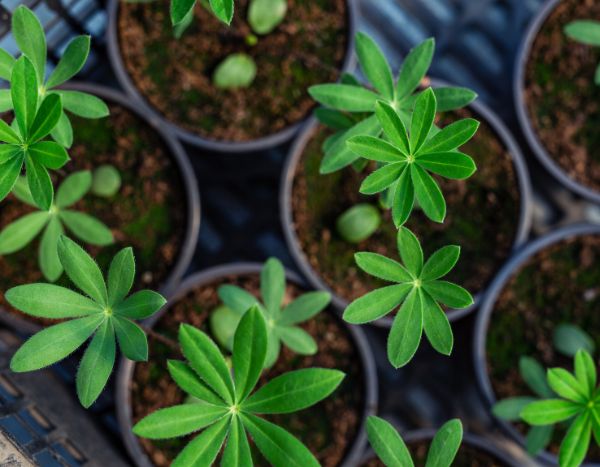 Comment et quand semer le lupin ?