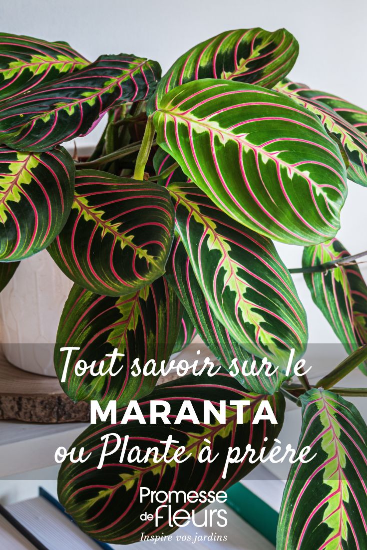 Maranta - Plante à prière : cultiver et entretenir