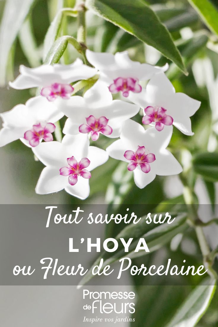 Hoya, Fleur de Porcelaine : Culture et entretien