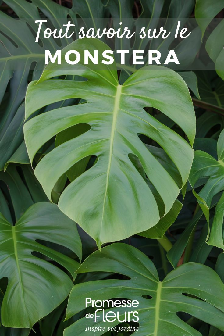 comment prendre soin d'un monstera