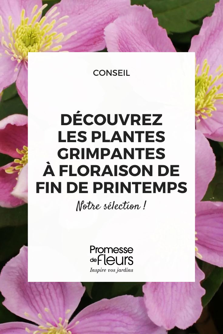 Clematis montana ‘Tetrarose’